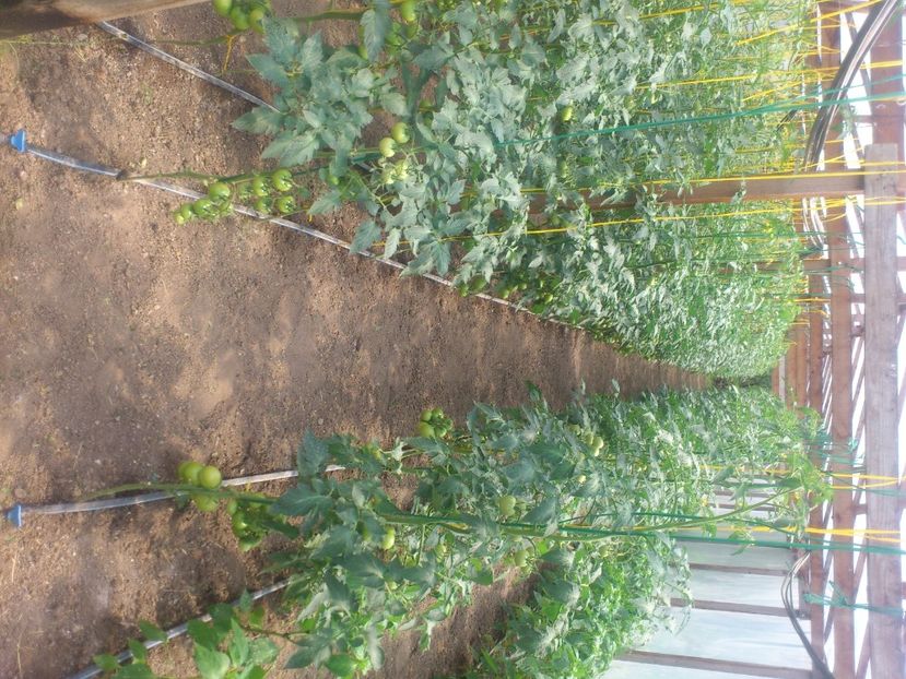 rosii 2014 - Plante de Gradina