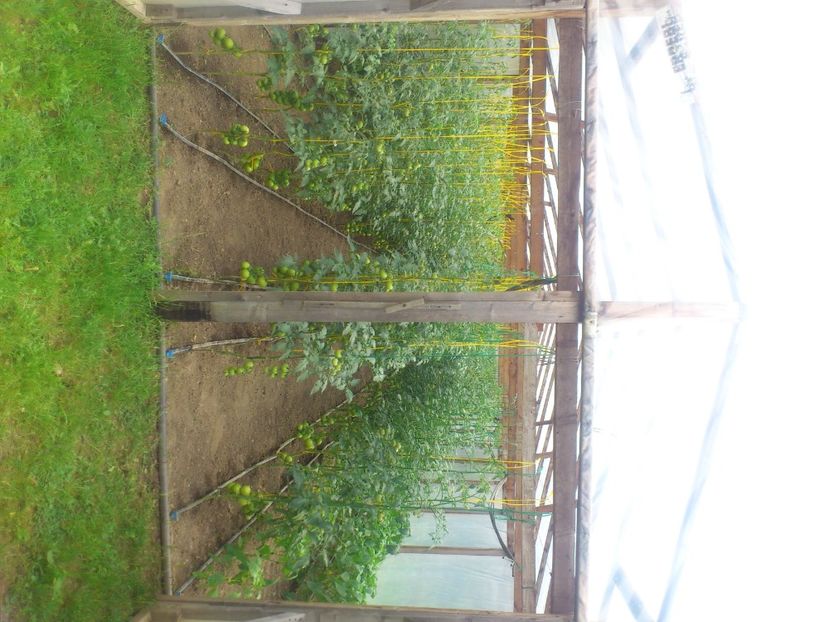 rosii f - Plante de Gradina