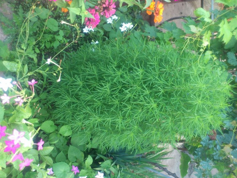 tufa de foc - Plante de Gradina