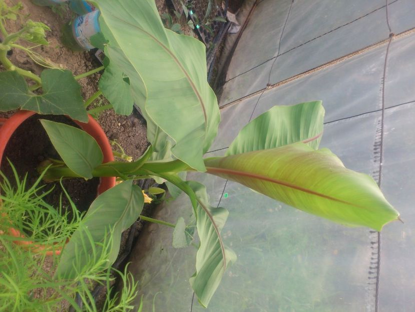 b banan - Plante de Gradina