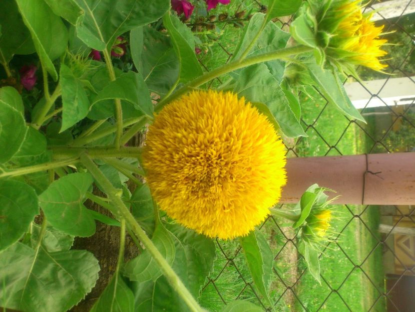 f soarelui - Plante de Gradina