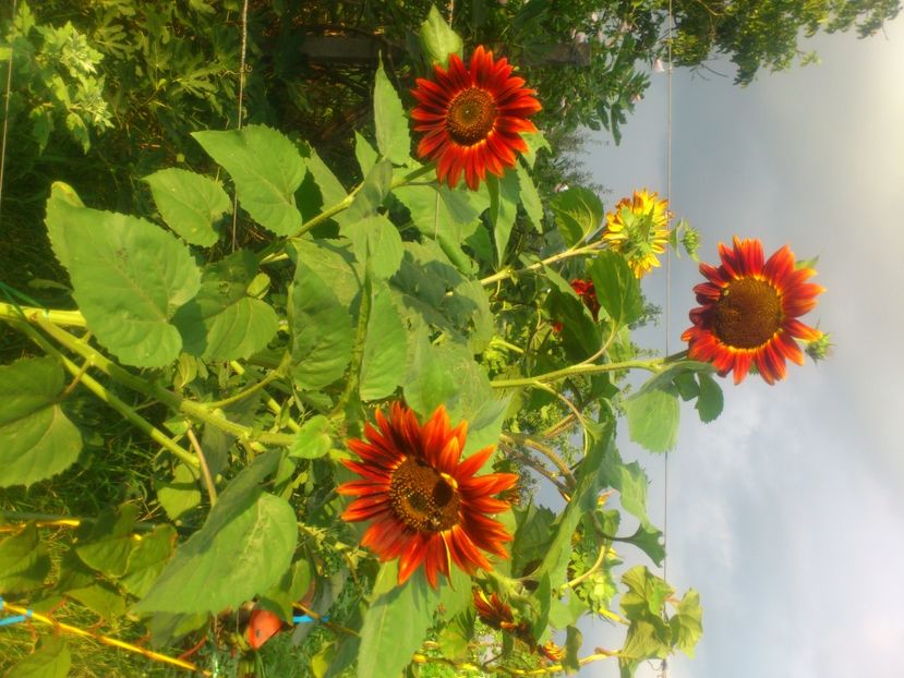 f soarelui rosu - Plante de Gradina