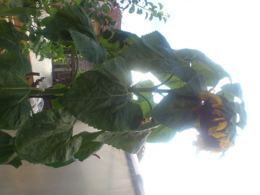 soarelui gigant - Plante de Gradina