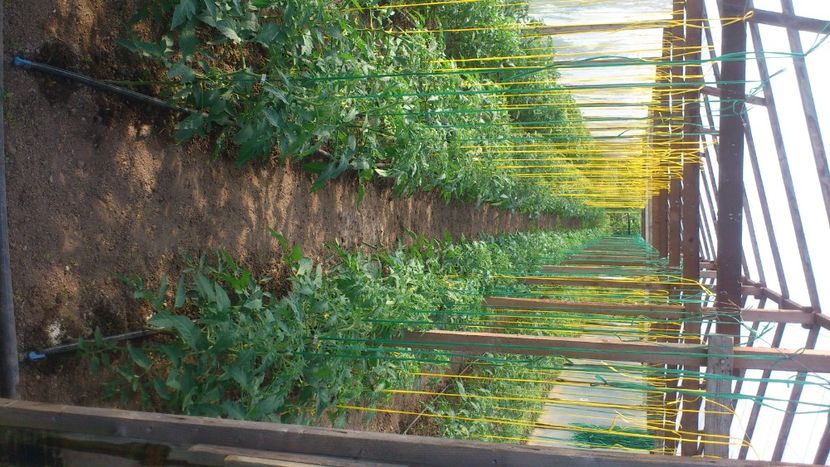 Tomate 2015 - Plante de Gradina