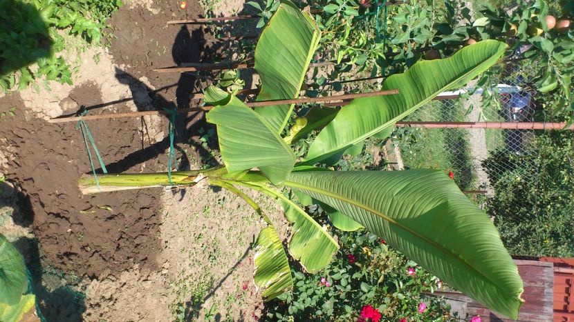 banan - Plante de Gradina