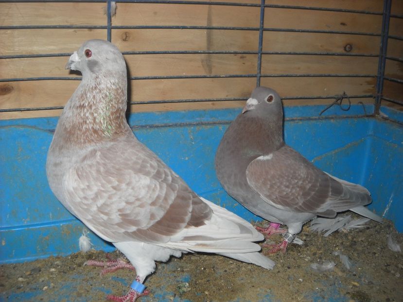  - UNDEVA IN SUCEAVA arhiva