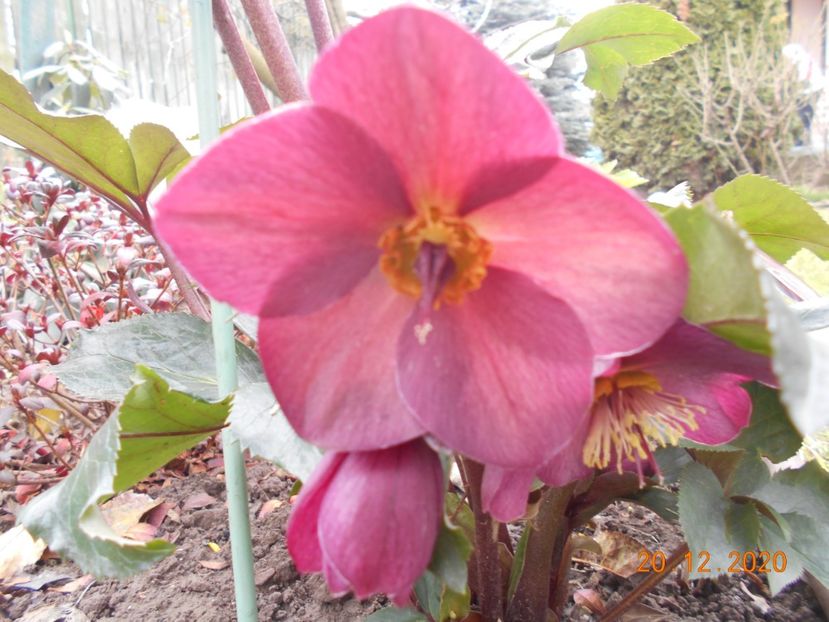  - 1Azalee-rhododendroni-heleborusi-hortensii-hoste 2020