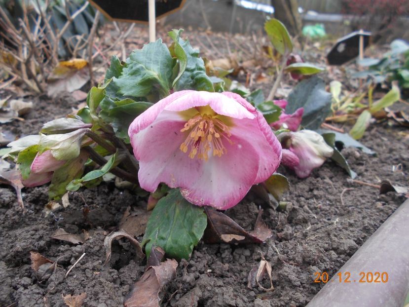  - 1Azalee-rhododendroni-heleborusi-hortensii-hoste 2020