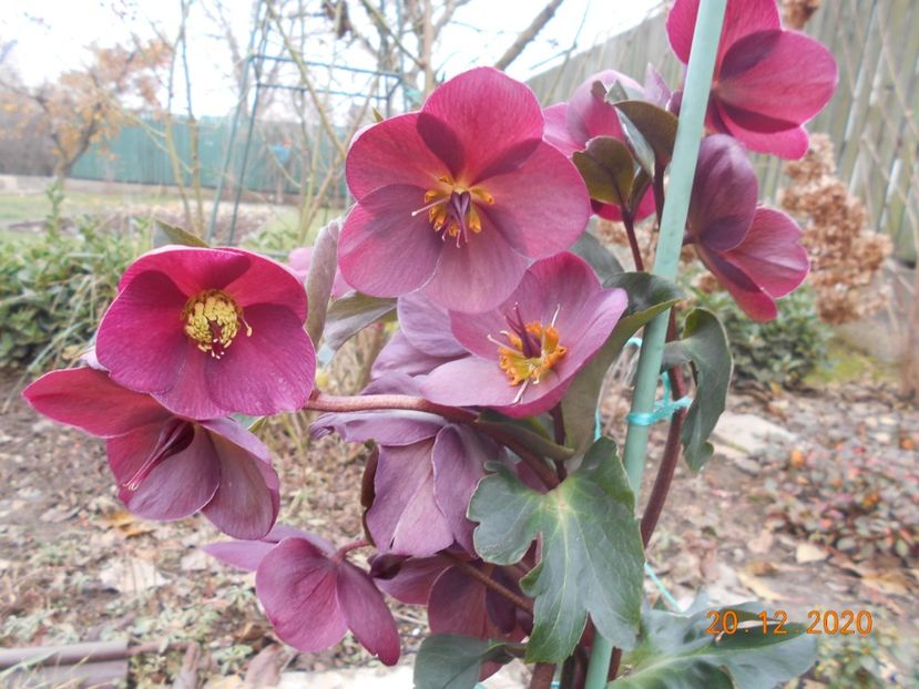  - 1Azalee-rhododendroni-heleborusi-hortensii-hoste 2020
