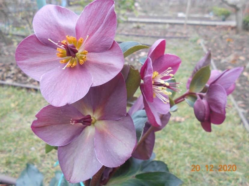  - 1Azalee-rhododendroni-heleborusi-hortensii-hoste 2020