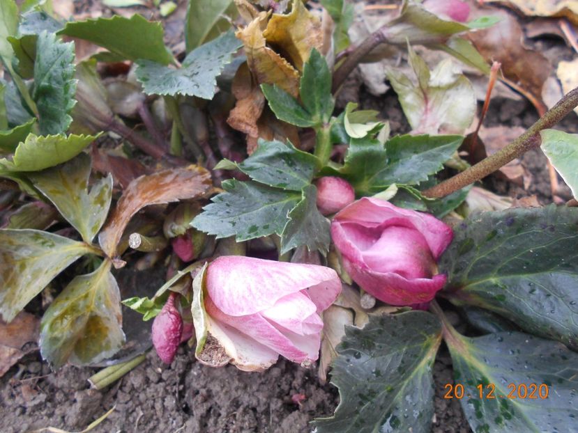  - 1Azalee-rhododendroni-heleborusi-hortensii-hoste 2020