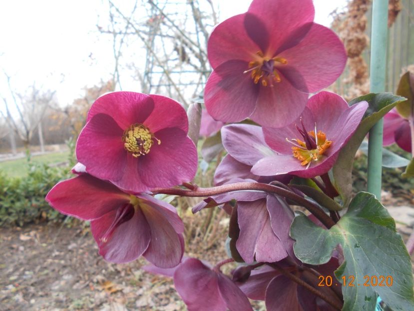  - 1Azalee-rhododendroni-heleborusi-hortensii-hoste 2020