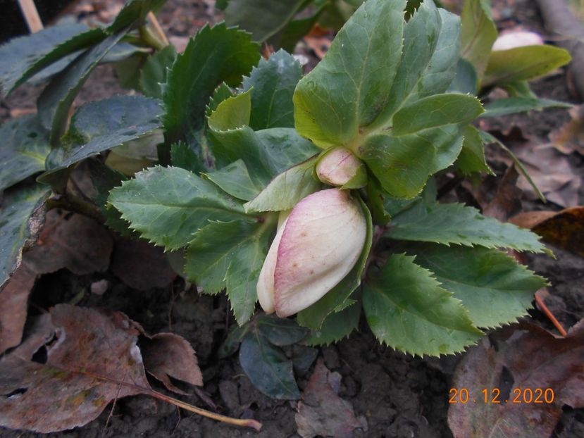  - 1Azalee-rhododendroni-heleborusi-hortensii-hoste 2020