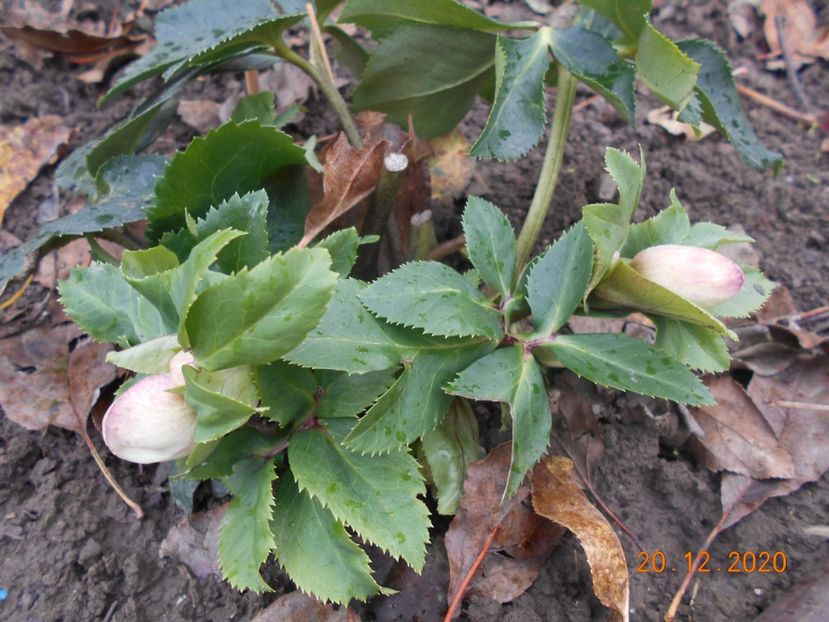  - 1Azalee-rhododendroni-heleborusi-hortensii-hoste 2020
