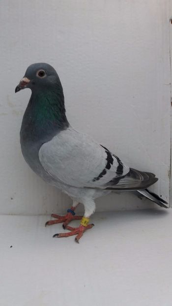 M 2020 vandut - De! voiajori vanduti