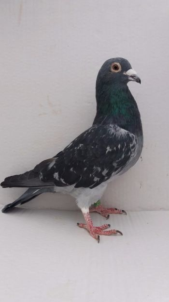 M 2018 utu vandut - De! voiajori vanduti