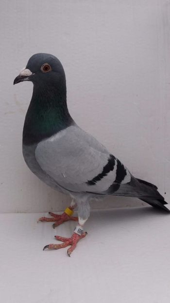 M 2020 - De vanzare voiajori 2