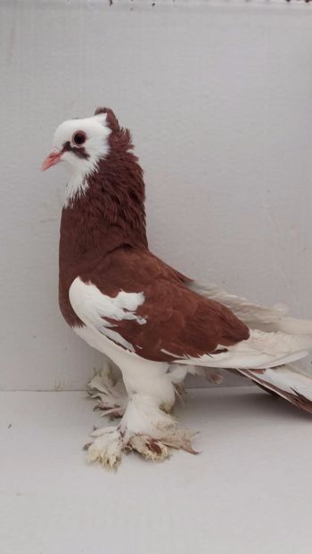 F 2020 - Por tapalagosi