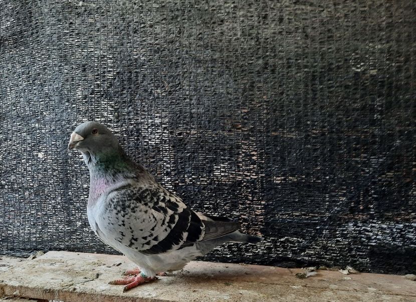 M 2019 - VOIAJORI STANDARD si VRDF