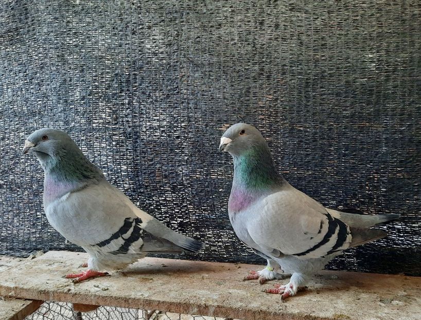  - VOIAJORI STANDARD si VRDF