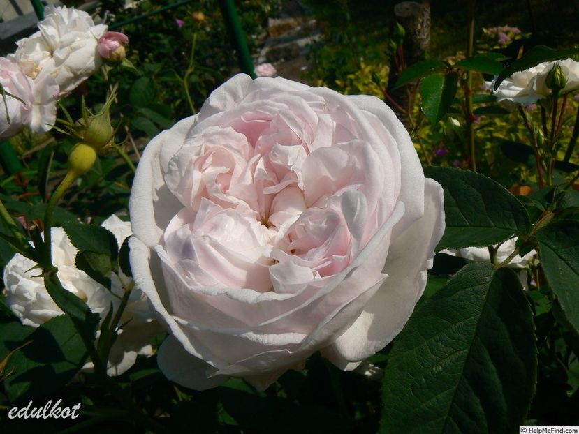 juno centifolia - Juno