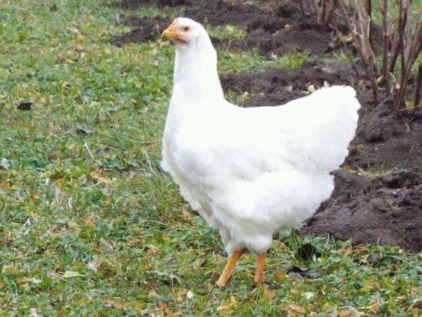 Locul 1  Best white. - 02 Rezult The Virtual Poultry Photo Show 2020