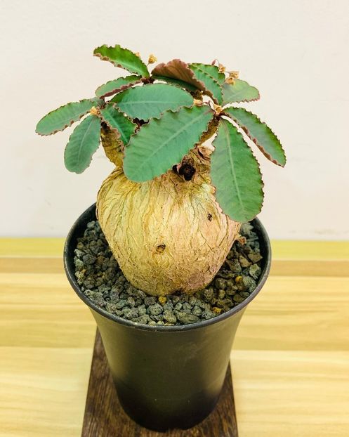 Euphorbia subapoda - Whish list pentru viata urmatoare2