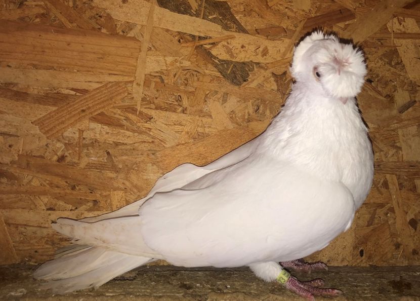 3423  mascul  2017 - Plecați ALBUM 4