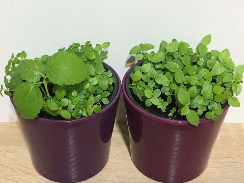 25 Noiembrie - 1 Inmultire smochin seminte 2