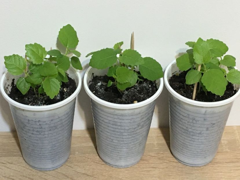  - 1 Inmultire smochin seminte 2