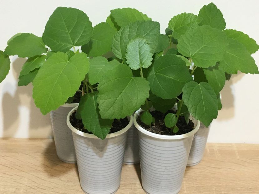 25 Noiembrie - 1 Inmultire smochin seminte 1