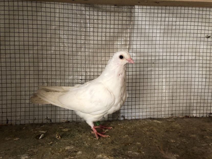 5048450/18 - 3-lot zbor 2020