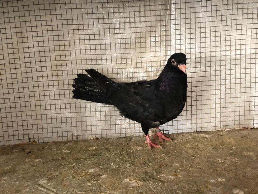 2088/20 - 3-lot zbor 2020