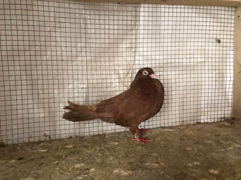 1423/20 - 3-lot zbor 2020