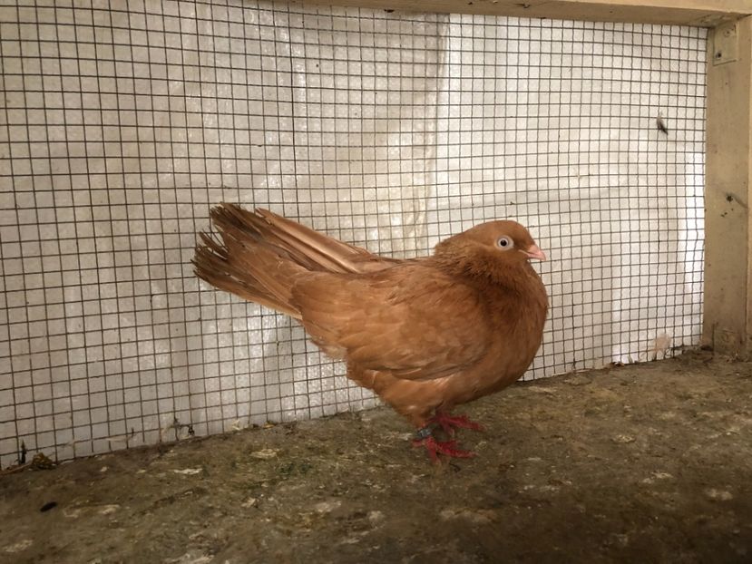 1427/20 - 3-lot zbor 2020