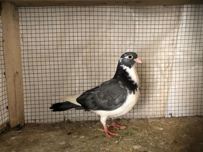 207520 căzut mort - 3-lot zbor 2020