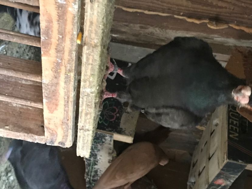 DF68F28B-641D-4337-8E15-3F0EC46AF1ED - Berberi2020