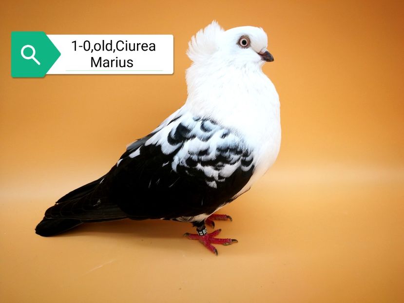  - Masculi pestriti pe negru