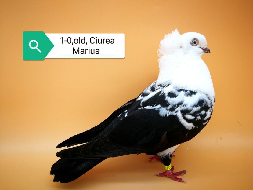  - Masculi pestriti pe negru