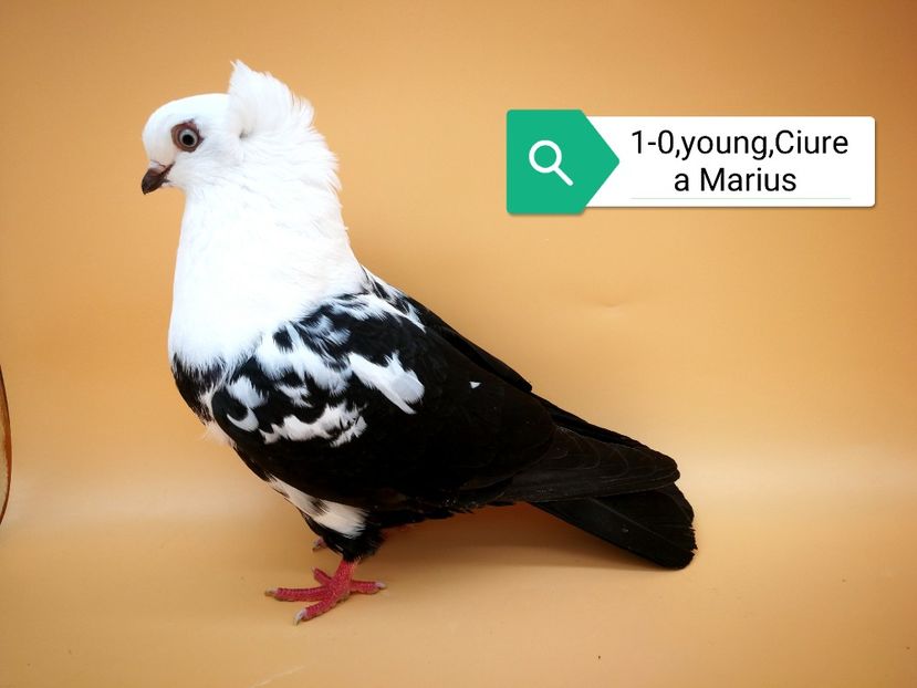  - Masculi pestriti pe negru