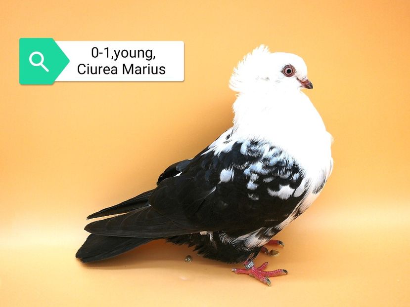  - Femele pestrițe pe negru