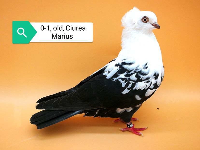  - Femele pestrițe pe negru