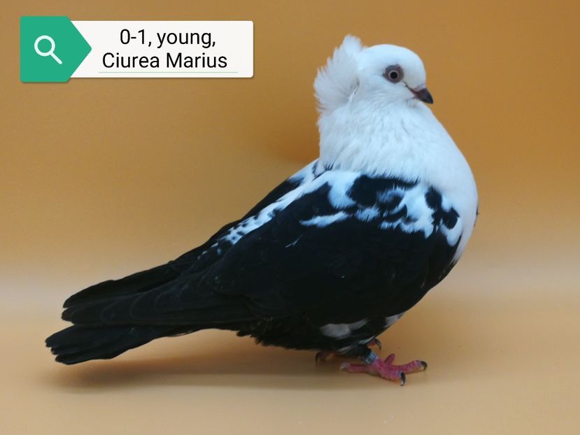  - Femele pestrițe pe negru