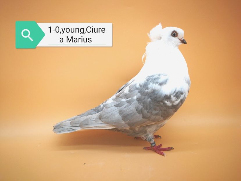  - Masculi pestriti pe argintiu