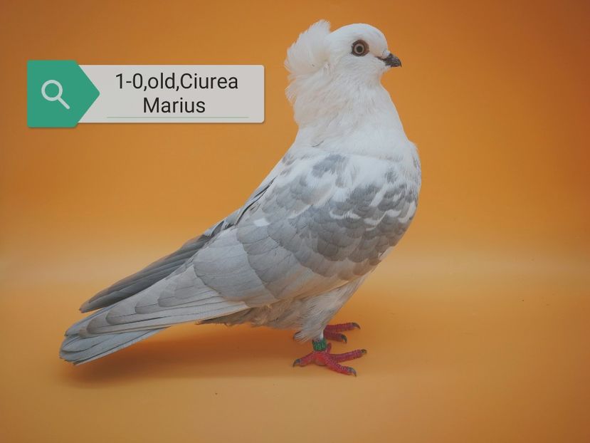  - Masculi pestriti pe argintiu