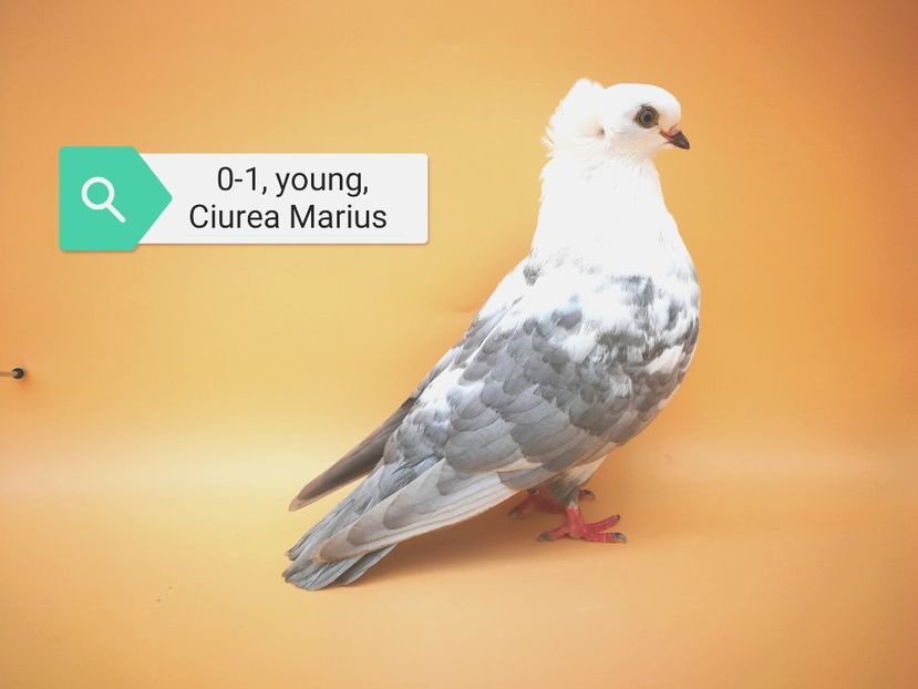  - Femele pestrițe pe argintiu