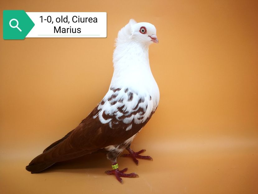  - Masculi pestriti pe roșu