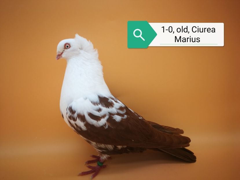  - Masculi pestriti pe roșu