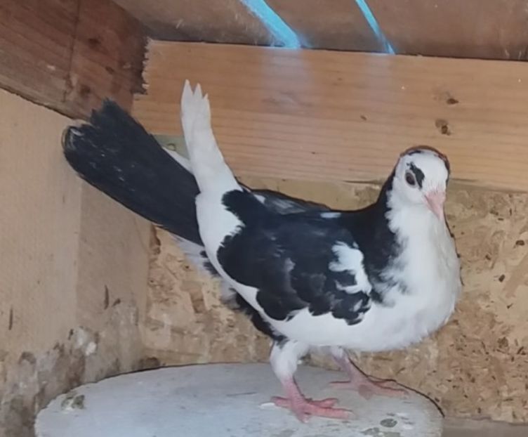 femelă  2020 - Plecați ALBUM 3