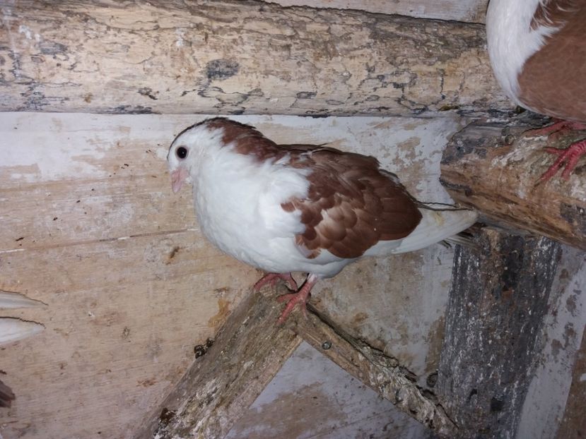 femelă  2020 - Plecați ALBUM 3